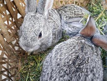 育碧公布《不羁联盟》PC配置需求及全新宣传片 最低要求GTX 1050Ti